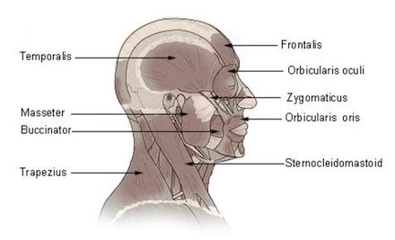 Head Anatomy | Parts, Bones & Structure | Study.com