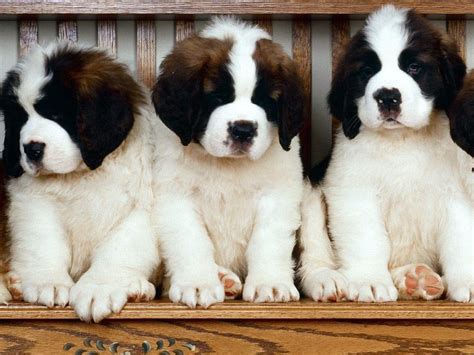 Special Tips Caring for Saint Bernard Puppies