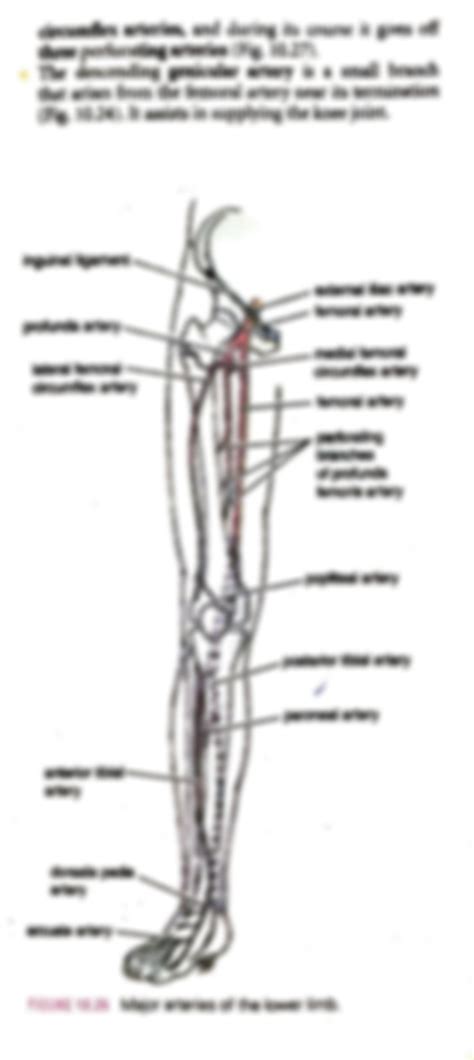 SOLUTION: Blood supply of the anterior fascial compartment of the thigh ...