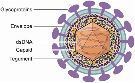 Herpesviruses structure, types, Herpes simplex viruses, Genital Herpes ...