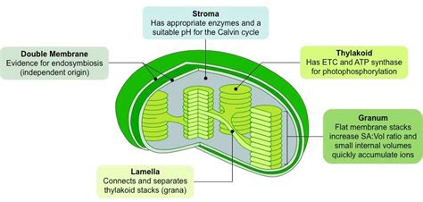 Chloroplast | BioNinja | Teaching biology, Chemical energy, Biology plants