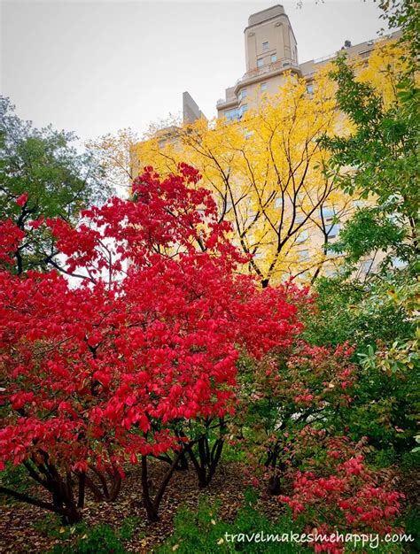 Beautiful Fall Colors in New York City's Central Park: Trip Idea