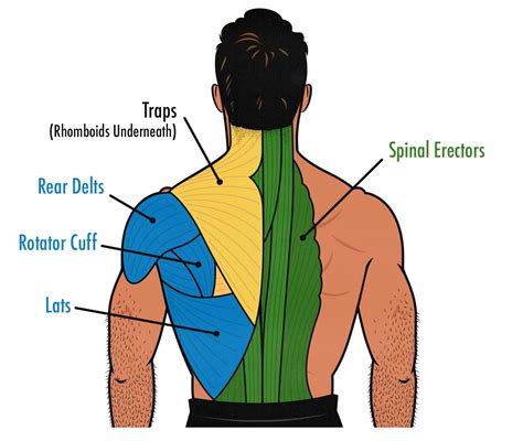 Back Muscle Workout Diagram | Blog Dandk