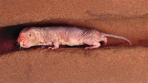 How This Naked Mole Rat Could Help You Live Longer - ABC News