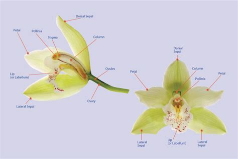 orchid parts Archives - Plant Talk