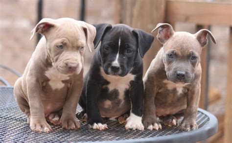 Different Types of Pitbulls — APBT, American Bully, Bulldogs, Staffies...