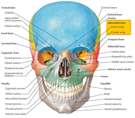 Orbital Surface Of Sphenoid