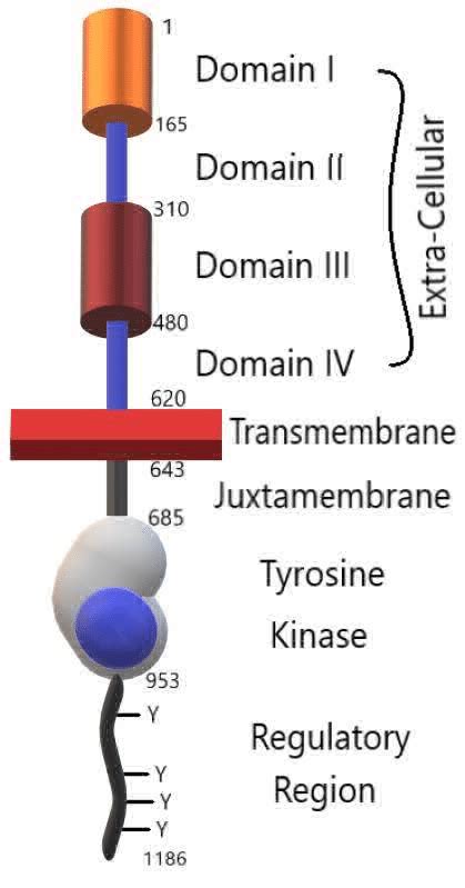 Egfr Protein Structure