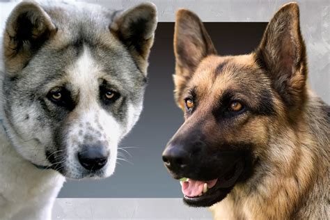 Akita German Shepherd Mix: Everything You Need to Know - Allgshepherds