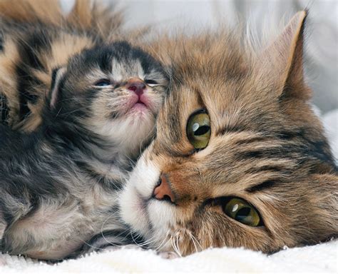 When Can Kitty Leave Mom? - Catwatch Newsletter