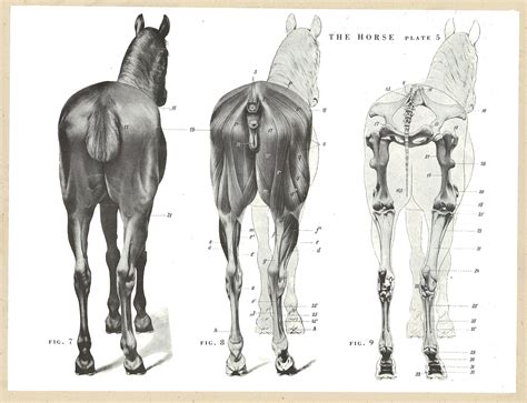 How To Draw Horse Anatomy