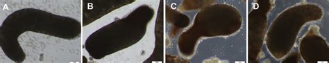 Inverted microscope images of sporocysts incubated with hemocytes used ...