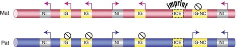 Fig. 5.3, [A typical imprinted gene cluster...]. - Introduction to ...