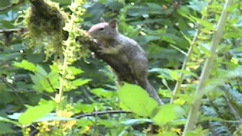 Baby Tree Squirrel (Wild) - YouTube