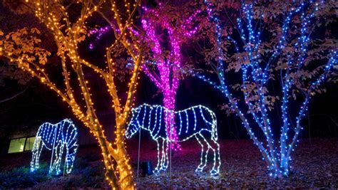 Christmas lights at the Calgary Zoo: Zoolights expands to include ...