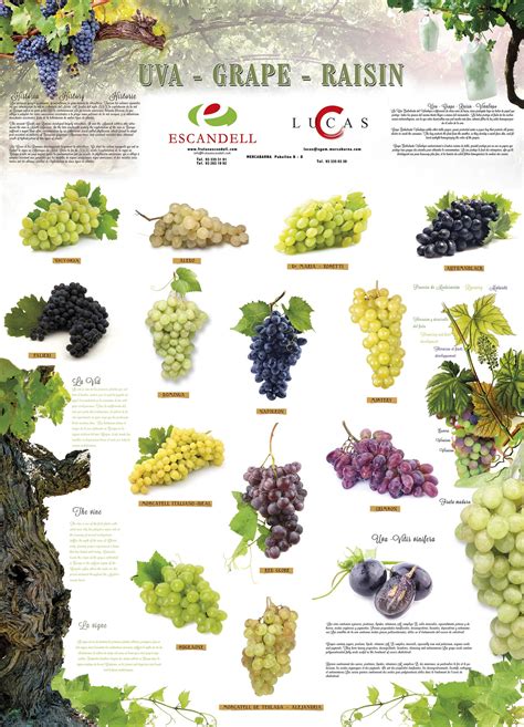 grape poster | Grapes, Grape vineyard, Grape plant