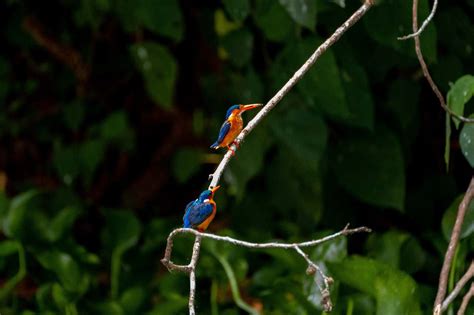 Birdwatching in Kibale Forest and Birding in Kibale Forest National Park