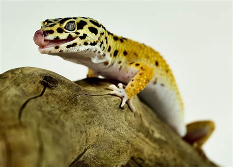 Leopard Geckos: Setting up a Natural Enclosure Like Their Native ...