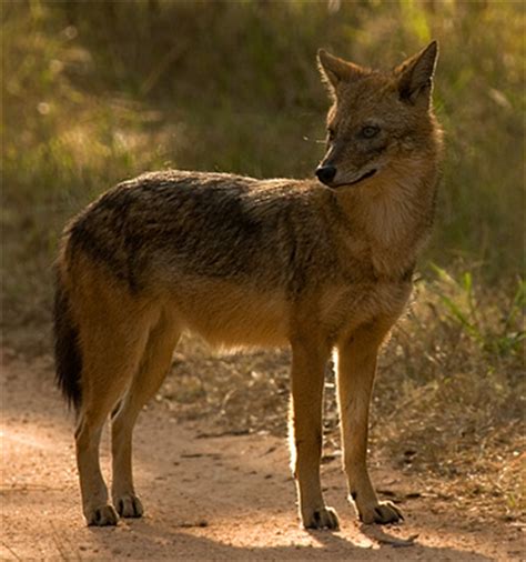 Indian jackal - Alchetron, The Free Social Encyclopedia