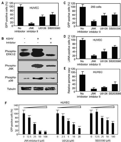 Inhibitors of MAPK pathways reduced KSHV infectivity. (A) Effects of ...