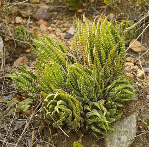 Why you should care about thickets - Africa Geographic