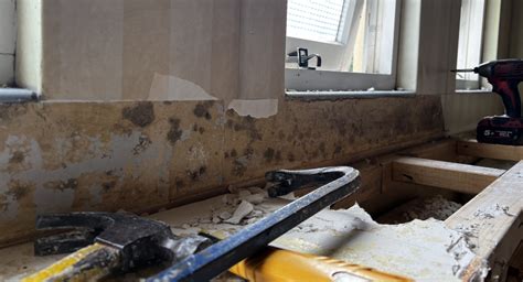 The Hidden Dangers of Black Mould: Health Risks and Effective Remedies