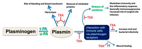 JCM | Free Full-Text | Plasmin, Immunity, and Surgical Site Infection