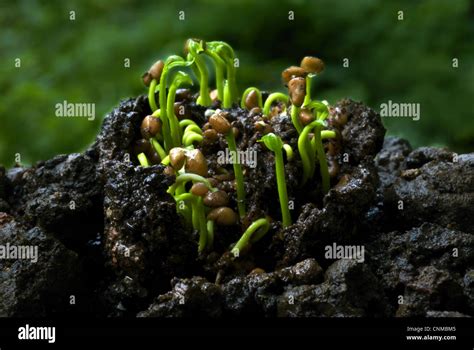 Guava (Psidium guajava) germination of seeds from rotting fruit pod ...