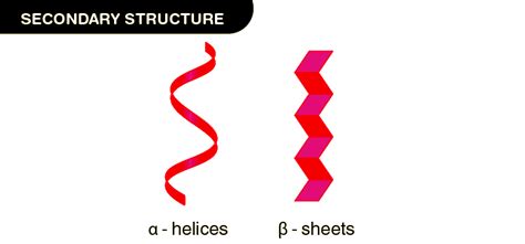 Understanding Alpha-Helix and Beta-Sheet Protein Structures - Testbook.com