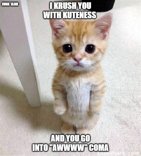 Cute Cat Meme - Imgflip