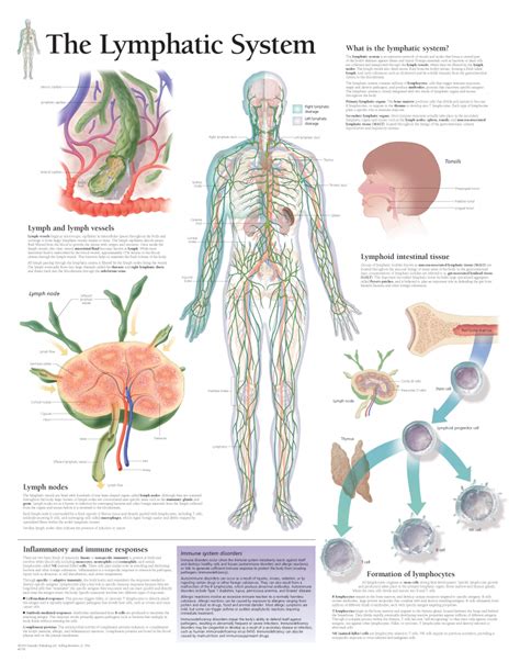 Anatomy Of The Lymphatic System Lymphatic Lymphatic System Anatomy ...