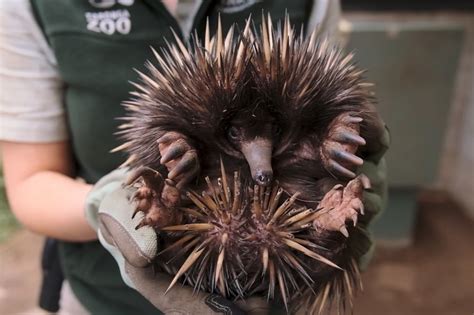 Australian zoo welcomes rare echidna puggle