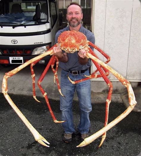 Imagine finding a 12 foot crab in the ocean : r/MakeMeSuffer