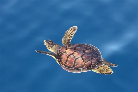 Sea Turtle Week 2020: Celebrating Sea Turtle Conservation | NOAA Fisheries