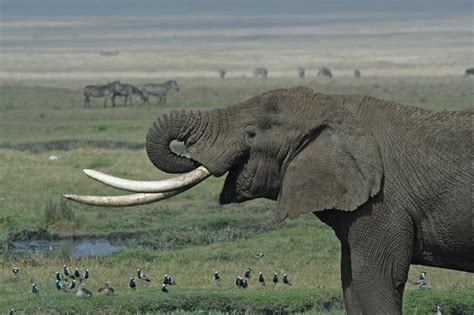 Elephant Tusks - Viewing Gallery