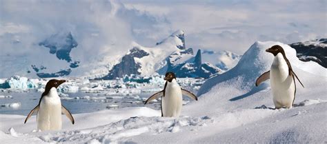 Antarctica Cruise and Travel Guide, South Shetland Islands