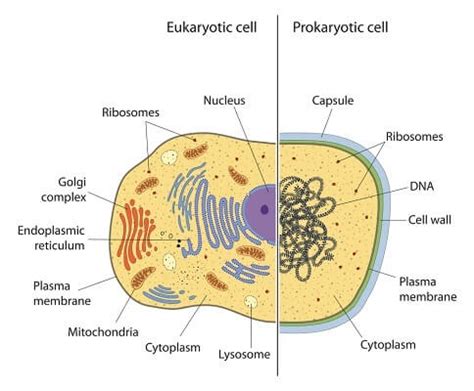 Prokaryotic Cell - Definition, Examples & Structure | Biology Dictionary