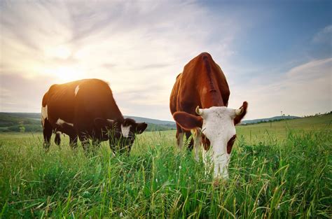 Grass-Fed vs. Grain-Fed Beef – Nutribullet India