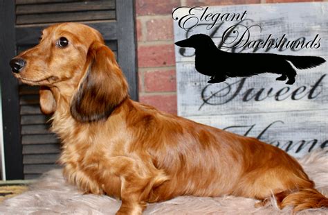 Red dapple longhair dachshund Elegant Dachshunds | Dachshund, Sausage ...