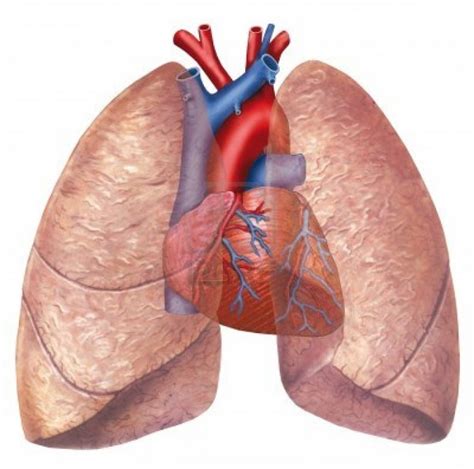 SCU Guide » GA I: Heart & Lungs Class Notes