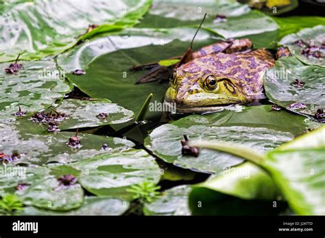 American Bullfrog (Rana catesbeiana) is an invasive species of frog ...