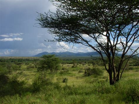 Historic Savanna Grassland Food Web