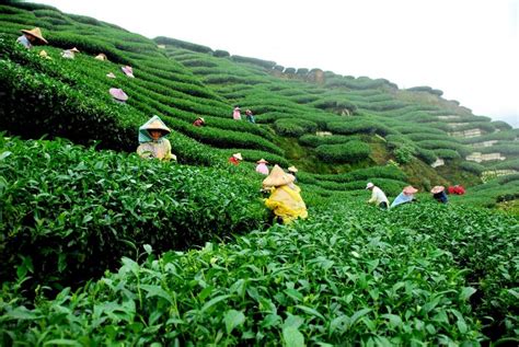 Assam tea gardens photos