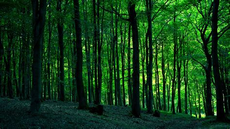 Share more than 81 wallpaper forest green super hot - in.cdgdbentre