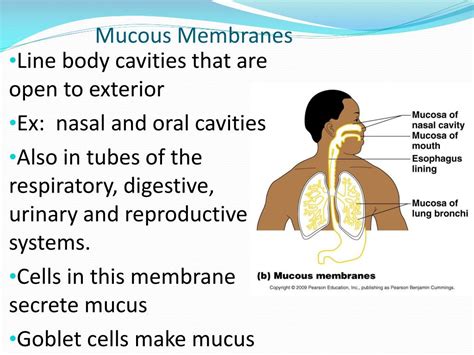 PPT - Chapter 4: Skin and Body Membranes PowerPoint Presentation, free ...