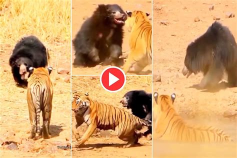 Viral Video: Bear and Tiger Fight Fiercely Like Baloo and Sher Khan in ...