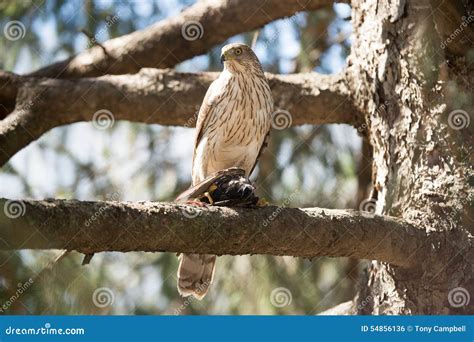 Cooper s Hawk stock photo. Image of forest, cooper, nature - 54856136