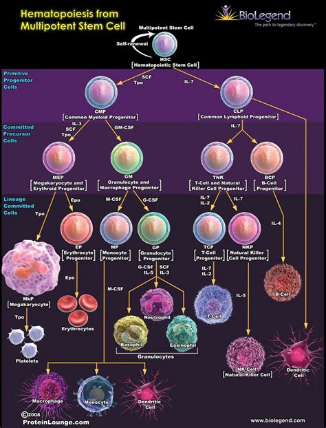 Hematopoiesis from Multipotent Stem Cell | Cell Bio | Pinterest ...