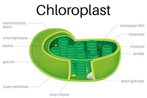 What Is Chloroplast