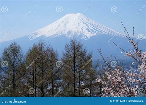 Fuji Mountain with Cherry Blossom Stock Photo - Image of fuji, cherry ...